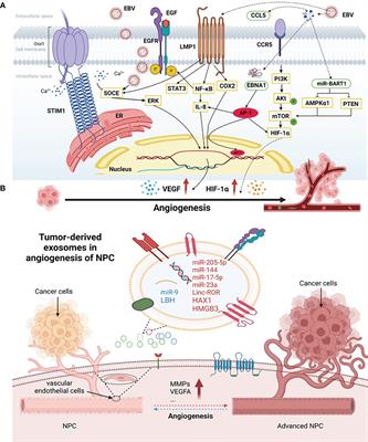 Angiogenesis in nasopharyngeal carcinoma: insights, imaging, and therapeutic strategies